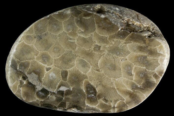 Polished Petoskey Stone (Fossil Coral) - Michigan #156132